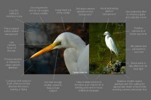 Bird Photography Tips